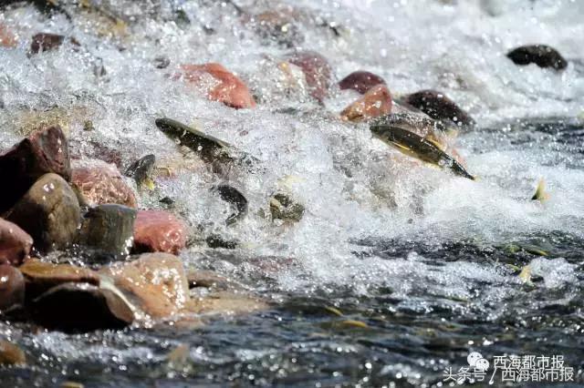 震撼！湟鱼风暴来袭！百万湟鱼洄游……