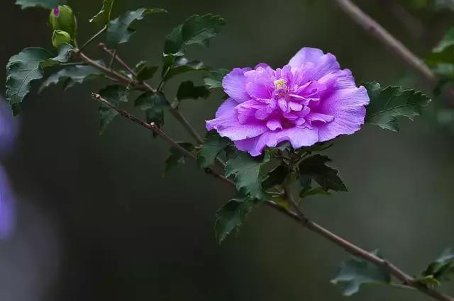 三色木槿的养殖方法和注意事项,木槿和三角梅哪个好养活