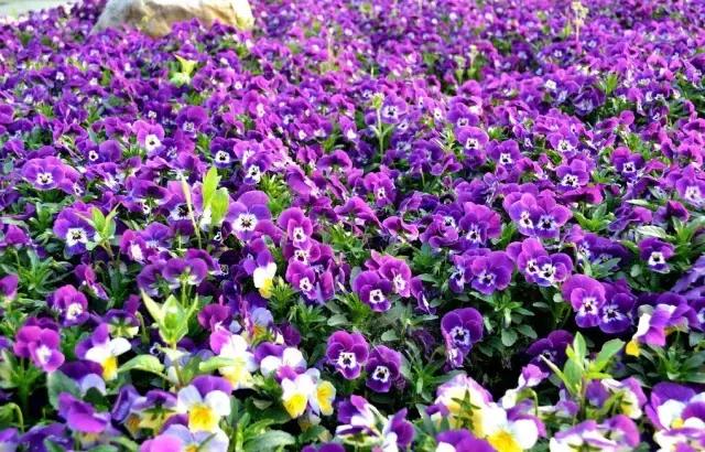 三色木槿的养殖方法和注意事项,木槿和三角梅哪个好养活