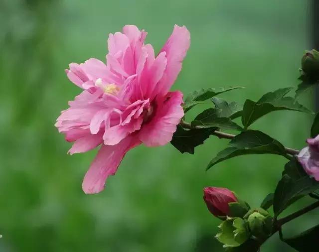 三色木槿的养殖方法和注意事项,木槿和三角梅哪个好养活