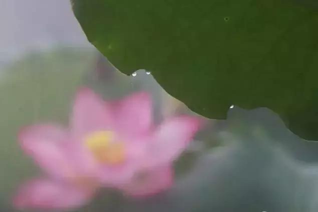 金华十大赏花景点排名,金华荷花景点大全