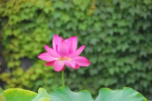 金华十大赏花景点排名,金华荷花景点大全