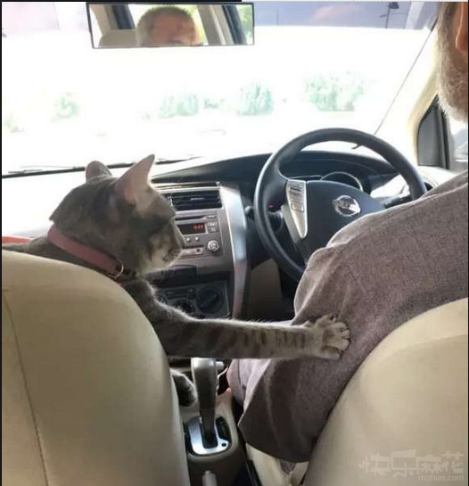 之前买的病猪被偷了,10头猪被偷了6头还剩四头