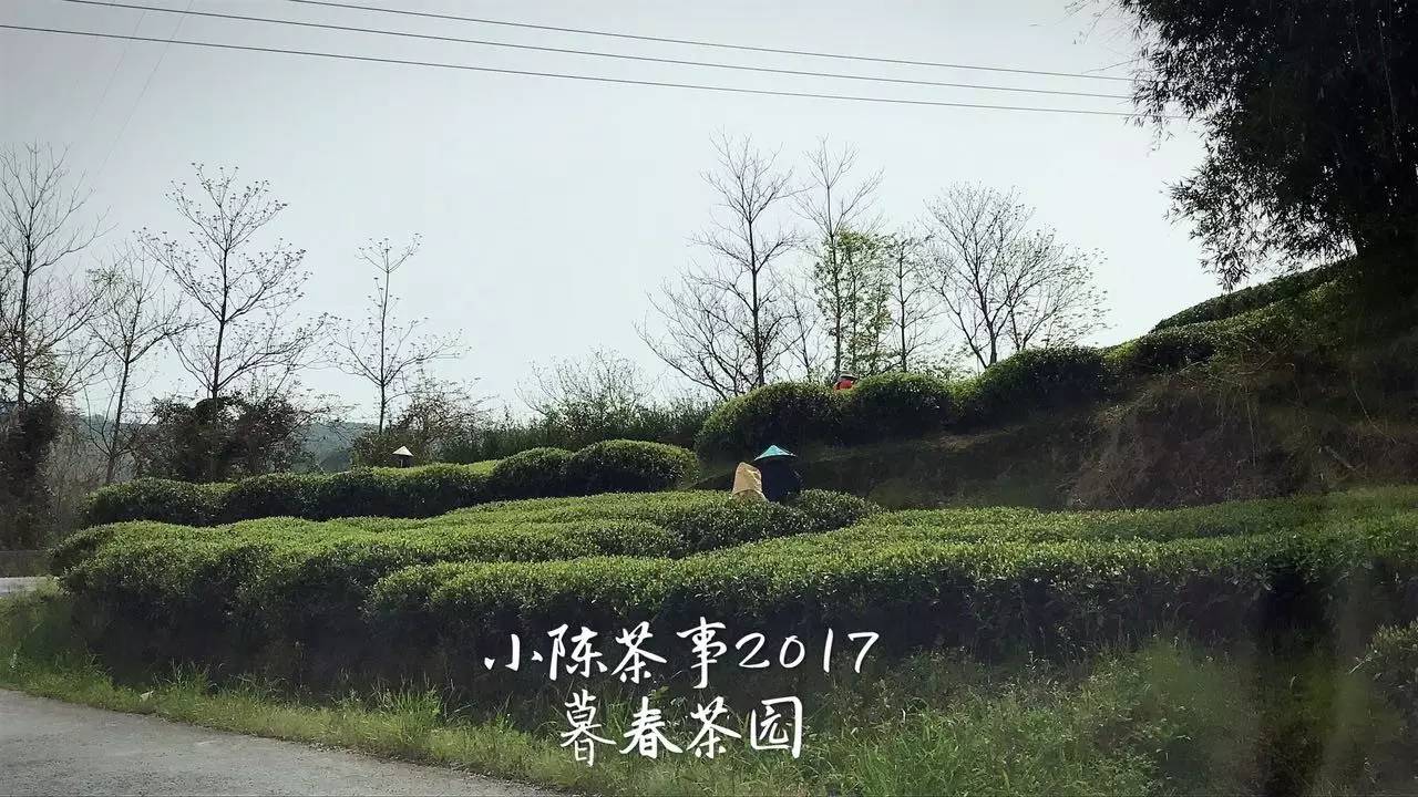 新人买白茶从3个方面入手可避坑,新手入门怎么买白茶杯好