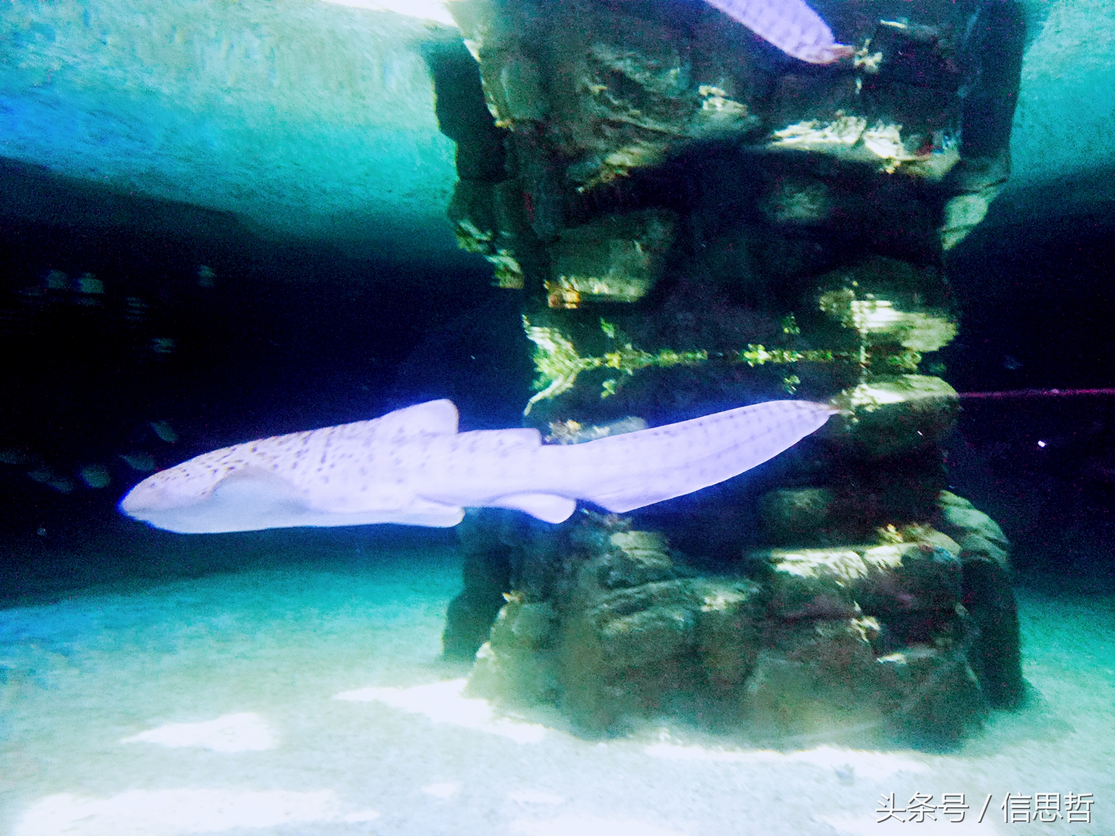 去香港旅游应该去哪玩,去香港旅游攻略最新消息