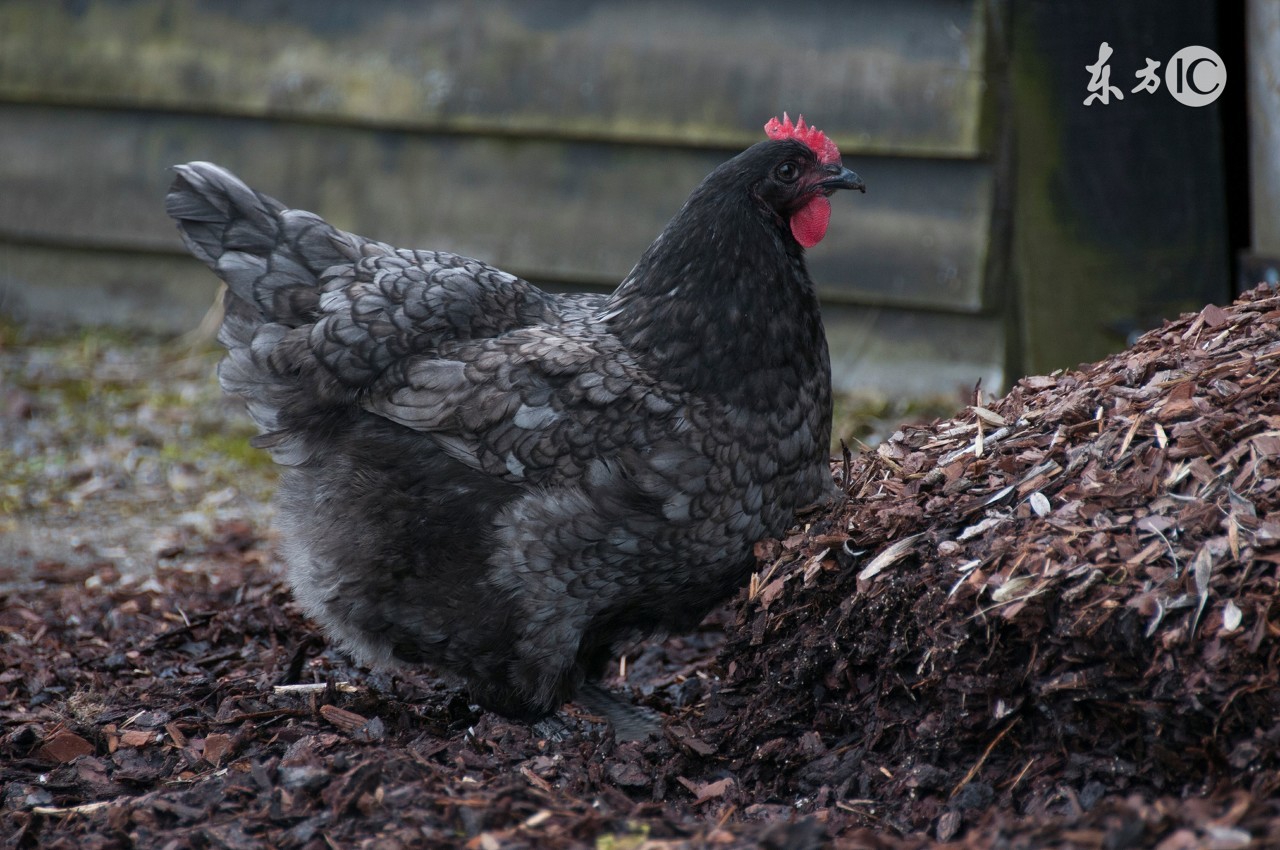 母鸡太肥不下蛋怎样饲养,母鸡太肥了不下蛋喂什么药