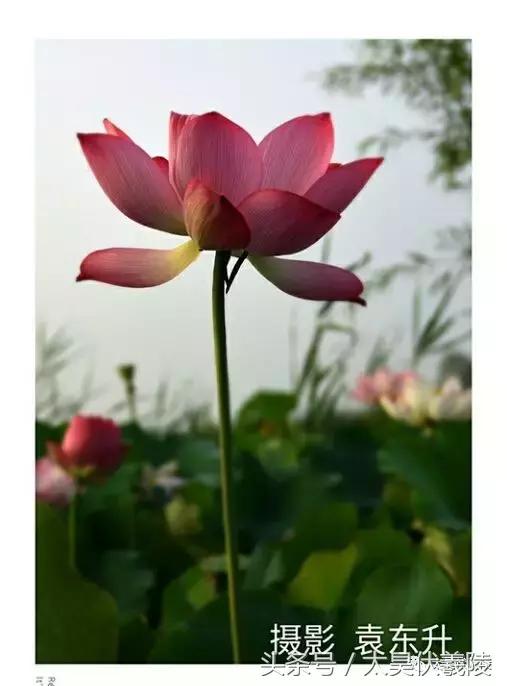 淮阳龙湖风景区荷花节,淮阳龙湖风景区荷花盛开时期