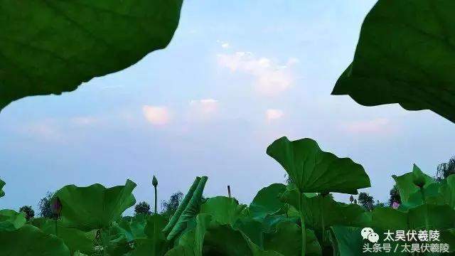 淮阳龙湖风景区荷花节,淮阳龙湖风景区荷花盛开时期