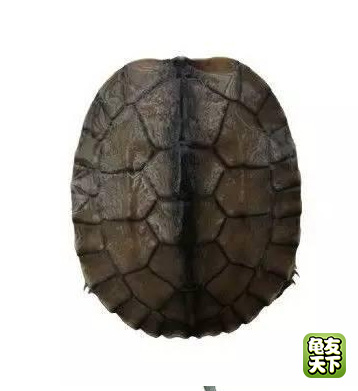 南种石金钱龟苗图,石金钱龟3-4厘米的龟苗怎么养