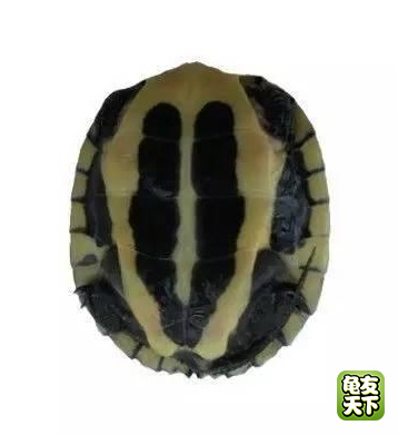 南种石金钱龟苗图,石金钱龟3-4厘米的龟苗怎么养