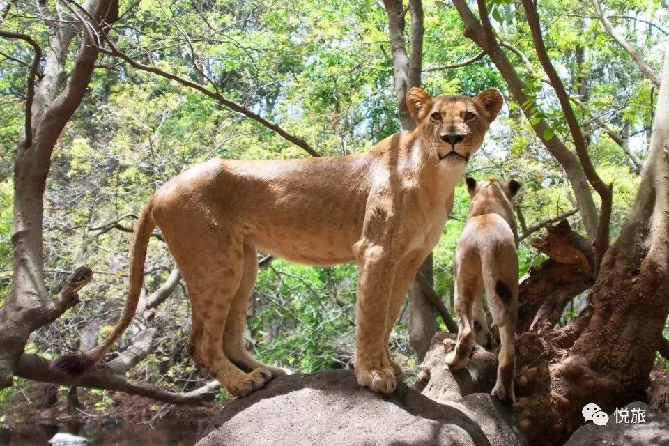 毛里求斯免签,毛里求斯在中国免签停留时间