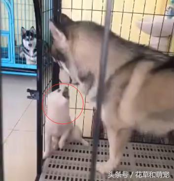 博美脾气比别的狗是暴躁还是温顺,博美脾气大越打越凶怎么解决