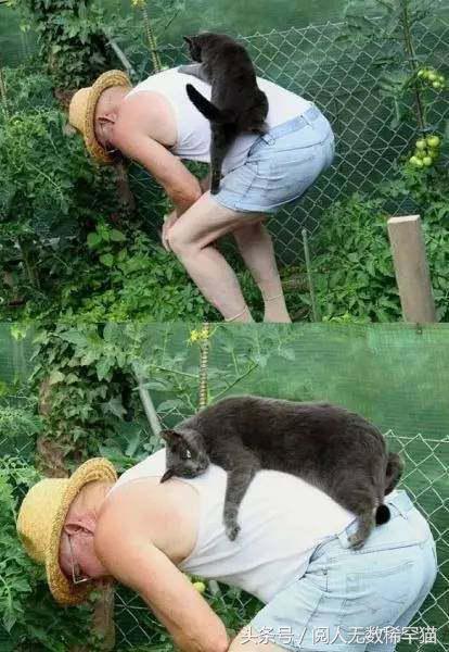 以静制动一招制敌,抓到一只猫如何让它平静下来