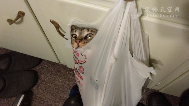 为什么猫咪会喜欢猫薄荷,为什么猫咪喜欢薄荷鱼