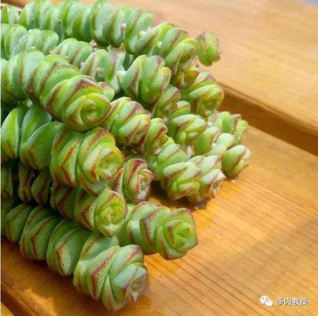 6种名字充满趣味性的多肉,推荐八种高颜值多肉好看又好养