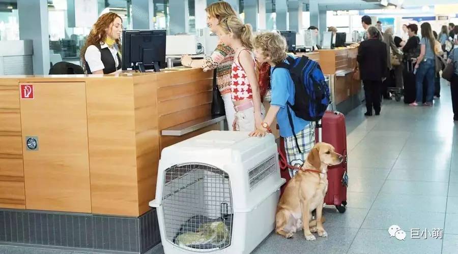 狗狗空运可以不跟机吗,狗狗托运哪个更安全