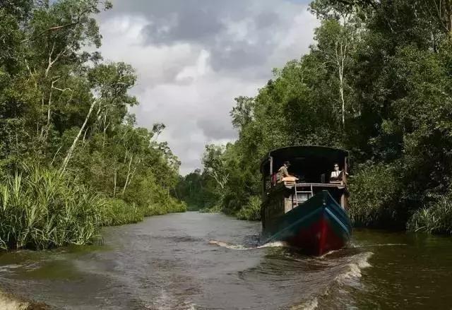 马来印尼燕窝源头直供,印尼燕窝和马来燕窝的区别ppt