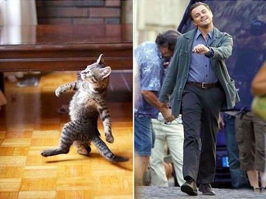 猫最像人的照片,和猫撞脸的人