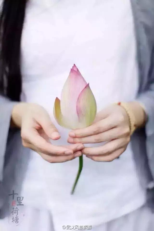 金华十大赏花景点排名,金华荷花景点大全