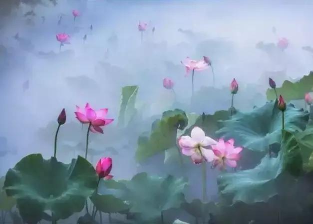 金华十大赏花景点排名,金华荷花景点大全