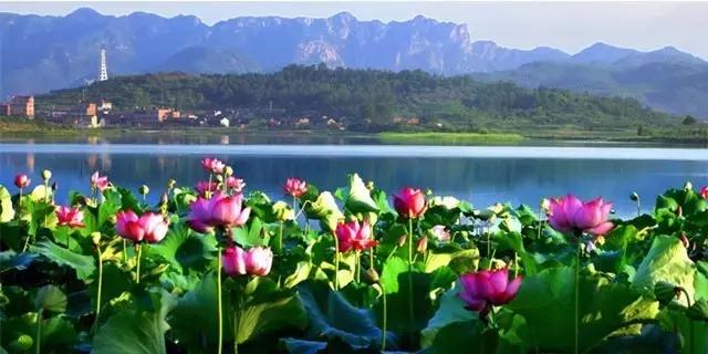 金华十大赏花景点排名,金华荷花景点大全