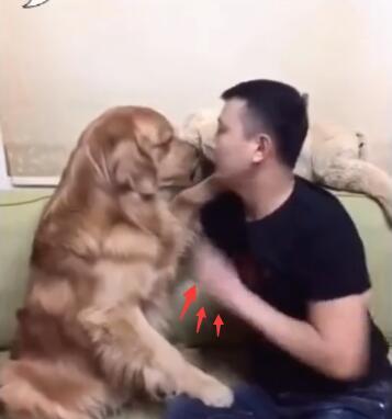 金毛无故被暴躁小伙子打,金毛一犯错主人就一顿暴揍
