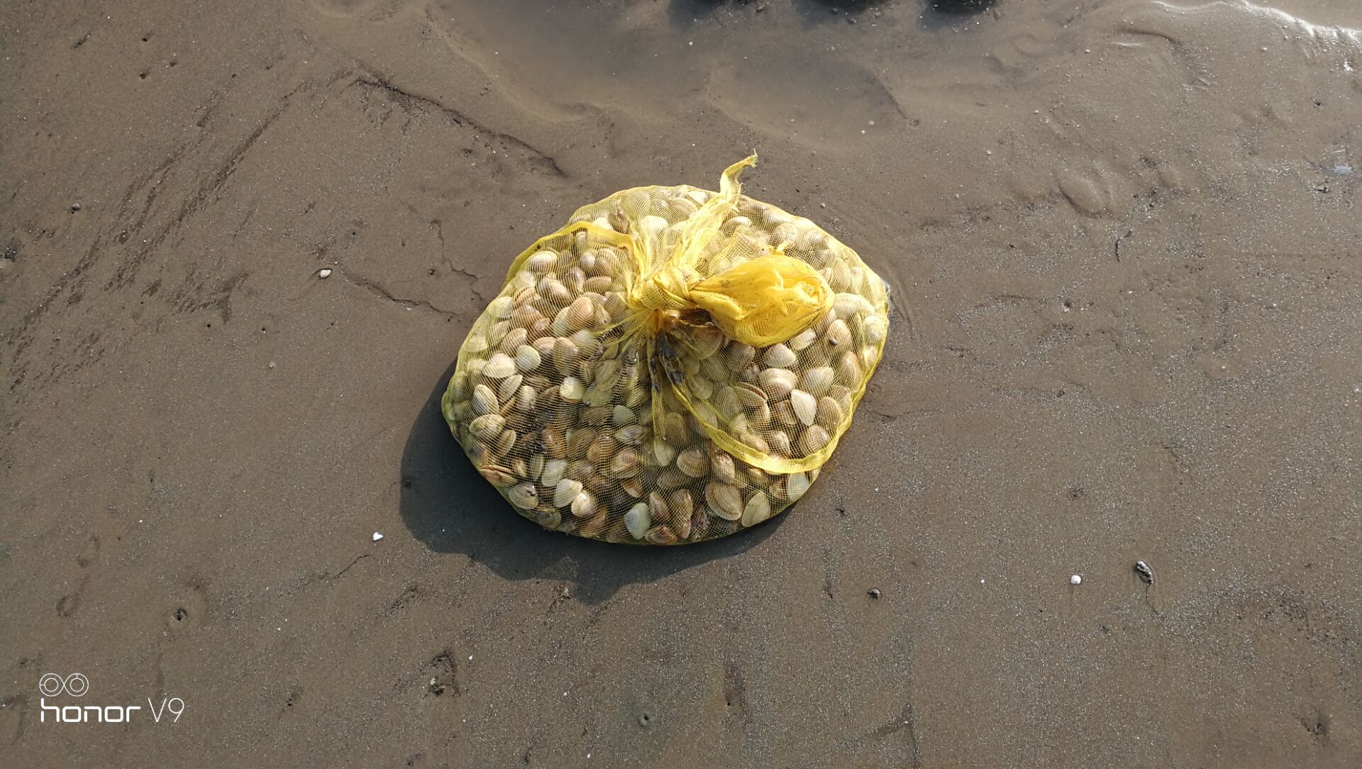 黄蛤怎么捕食,挖青蛤的正确方法视频