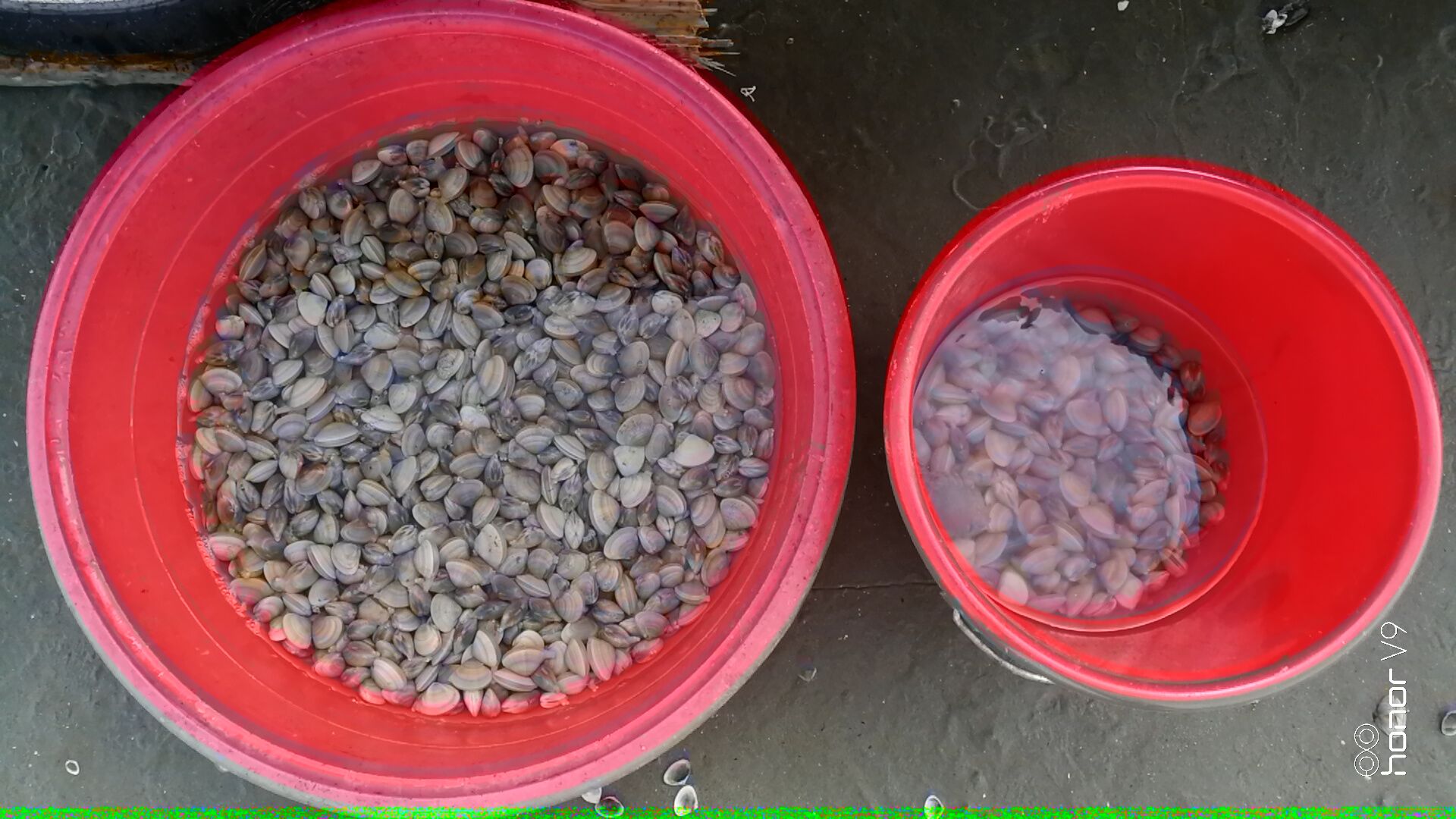 黄蛤怎么捕食,挖青蛤的正确方法视频