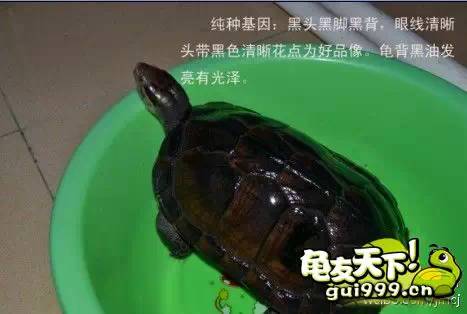 南种石金钱龟苗图,石金钱龟3-4厘米的龟苗怎么养