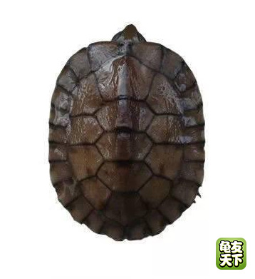 南种石金钱龟苗图,石金钱龟3-4厘米的龟苗怎么养