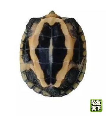 南种石金钱龟苗图,石金钱龟3-4厘米的龟苗怎么养