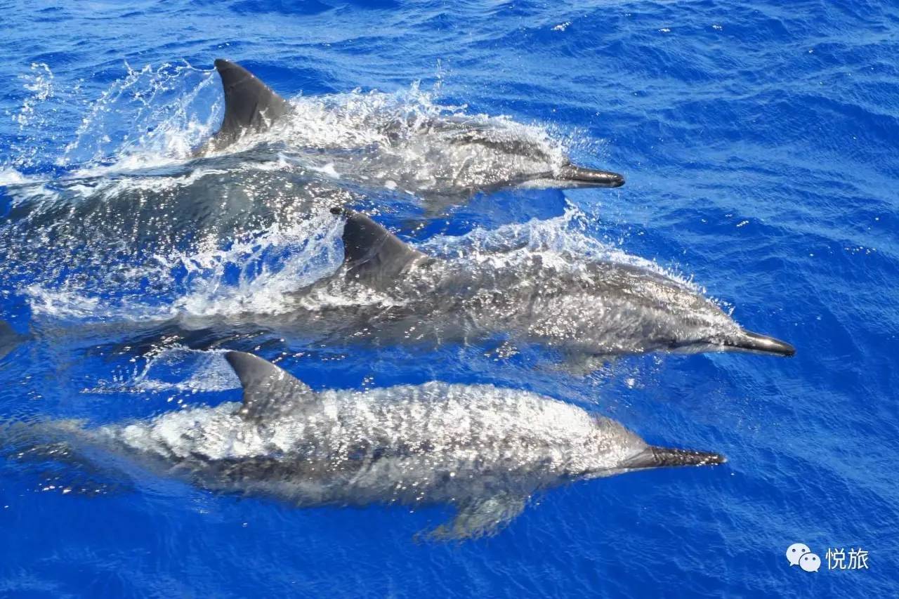 毛里求斯免签,毛里求斯在中国免签停留时间