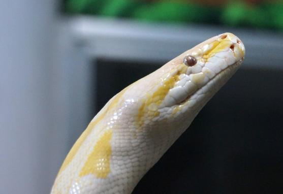 他好心救得一白蛇，白蛇为他送葬并守坟