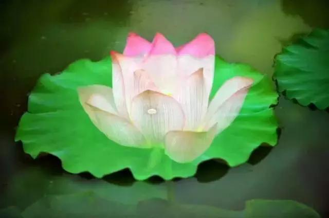 金华十大赏花景点排名,金华荷花景点大全