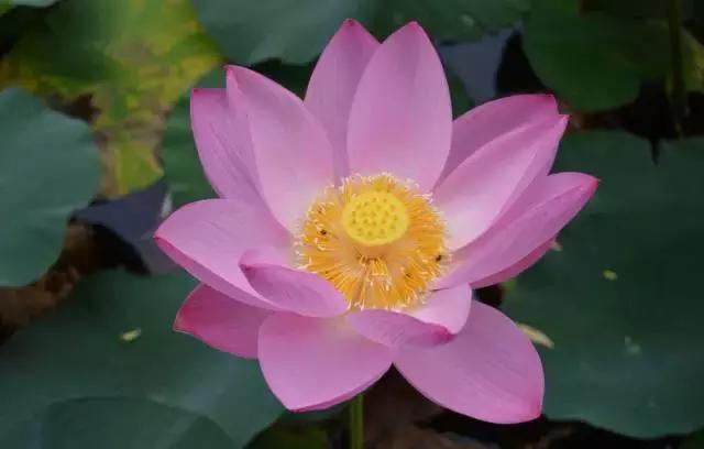 金华十大赏花景点排名,金华荷花景点大全