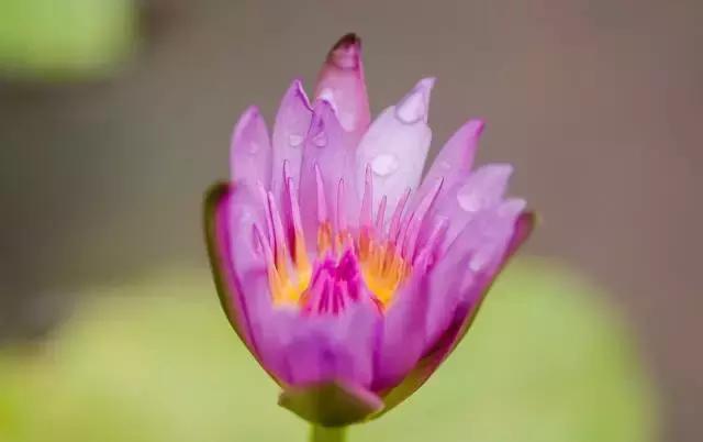 金华十大赏花景点排名,金华荷花景点大全