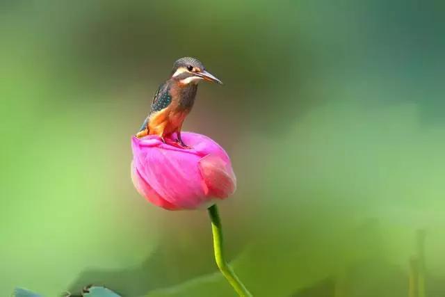 金华十大赏花景点排名,金华荷花景点大全