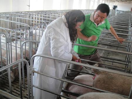 养猪人要注意公猪和母猪,养猪人工授精优缺点