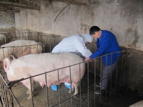 养猪人要注意公猪和母猪,养猪人工授精优缺点
