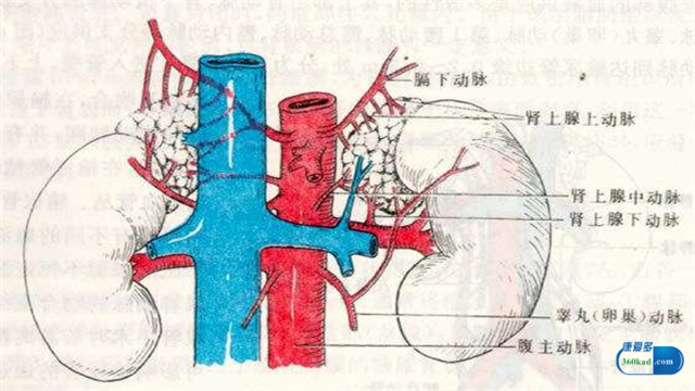 肾上腺肿瘤是怎么治疗,肾上腺肿瘤是怎么得的