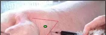 给猪打针起包怎么处理,怎样克服给猪打针的恐惧