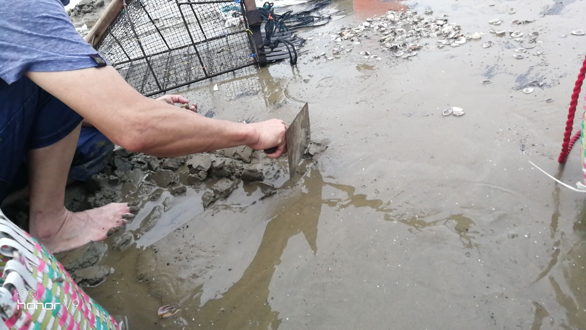 黄蛤怎么捕食,挖青蛤的正确方法视频