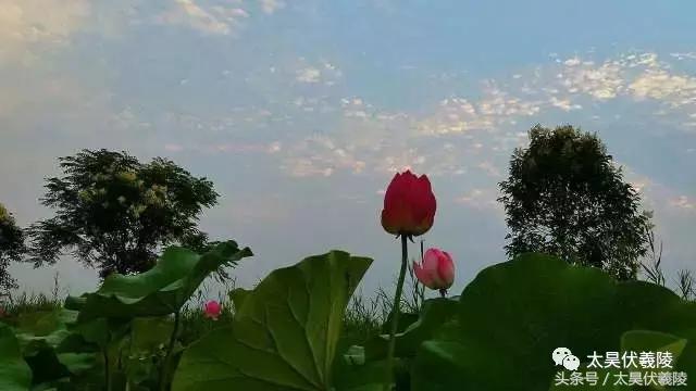 淮阳龙湖风景区荷花节,淮阳龙湖风景区荷花盛开时期