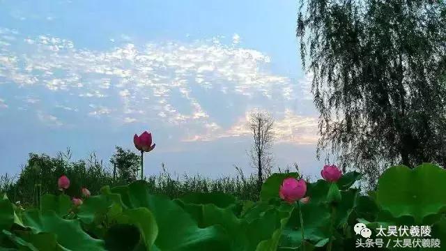 淮阳龙湖风景区荷花节,淮阳龙湖风景区荷花盛开时期