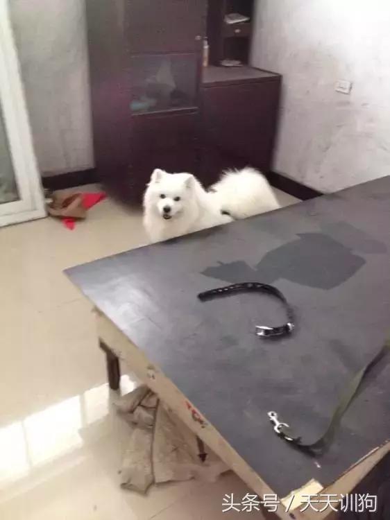 为什么农村不给养土狗,农村养狗跟城里的就是不一样