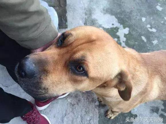 为什么农村不给养土狗,农村养狗跟城里的就是不一样