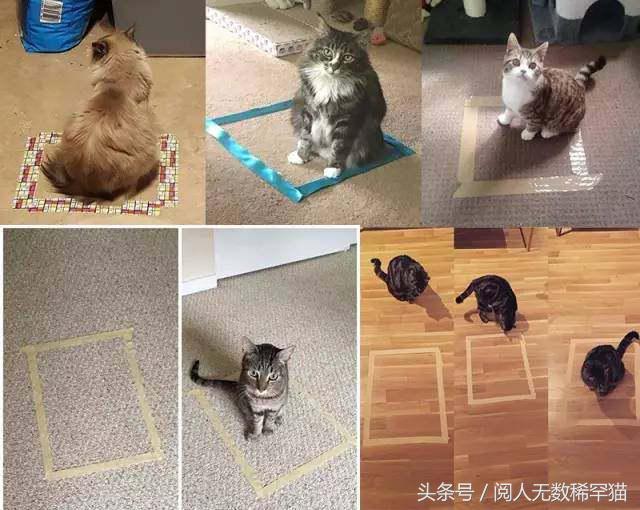 以静制动一招制敌,抓到一只猫如何让它平静下来