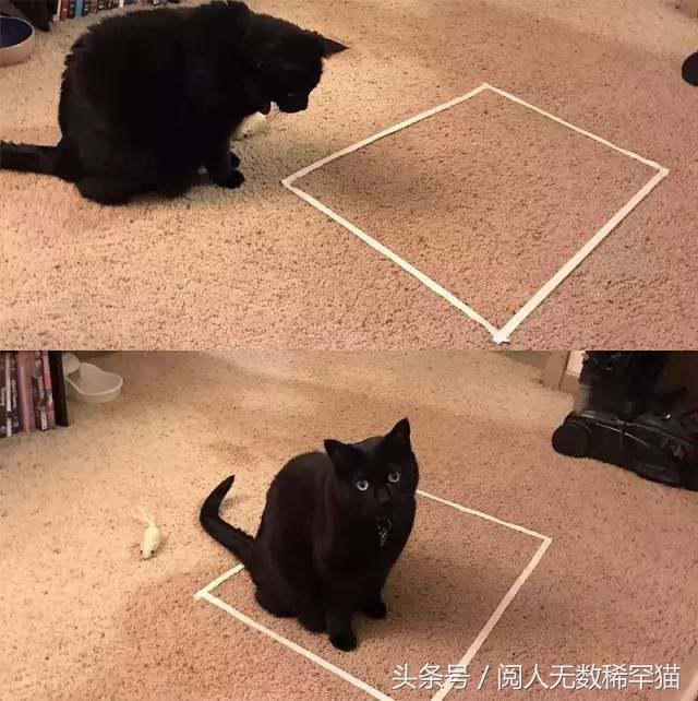 以静制动一招制敌,抓到一只猫如何让它平静下来