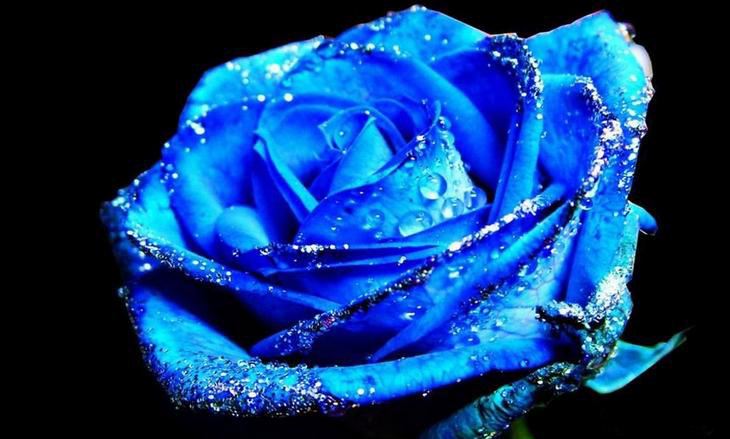 玫瑰精油为什么那么贵,一千克纯玫瑰精油价格