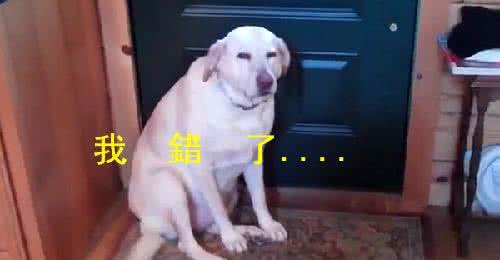 狗行为训错了怎么纠正,狗狗的行为纠正20期